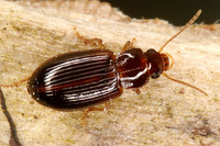 Bradycellus harpalinus