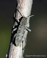 Xylotrechus pantherinus