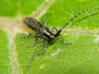 Agapanthia villosoviridescens - Golden-bloomed Grey Longhorn