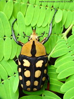 Amaurodes passerini