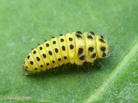 Psyllobora vigintiduopunctata - 22-spot Ladybird