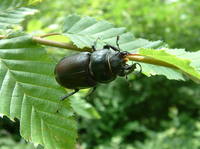 Lucanus cervus - Stag beetle