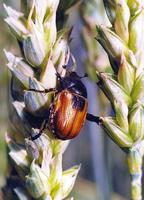 Anisoplia austriaca