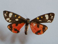 Callimorpha dominula - Scarlet Tiger