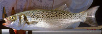 Dicentrarchus punctatus, Spotted seabass: fisheries, gamefish