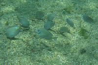 Acanthurus chirurgus, Doctorfish: fisheries, aquarium