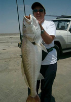 Atrobucca nibe, Longfin kob: fisheries