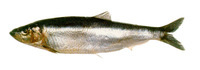 Sprattus fuegensis, Falkland sprat: fisheries