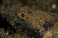 Gymnocanthus tricuspis, Arctic staghorn sculpin: