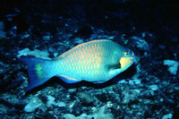 Scarus hoefleri, Guinean parrotfish: fisheries