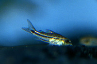 Corydoras pygmaeus, Pygmy corydoras: aquarium