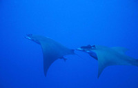 Mobula tarapacana, Chilean devil ray: fisheries