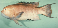 Bodianus macrognathos, Giant hogfish: fisheries