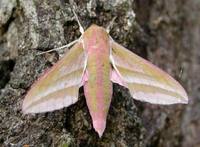 Deilephila elpenor - Elephant Hawk-moth