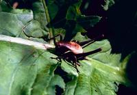 Pholidoptera aptera aptera