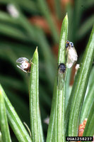 Sacchiphantes abietis