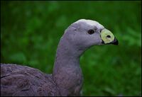 Cereopsis novaehollandiae - Cape Barren Goose