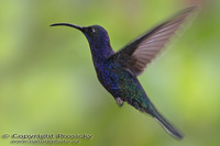 Campylopterus hemileucurus - Violet Sabrewing