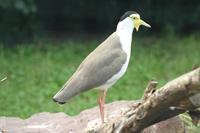 Vanellus miles - Masked Lapwing