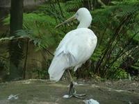 Platalea flavipes - Yellow-billed Spoonbill