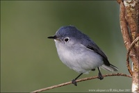 Polioptila caerulea - Blue-grey Gnatcatcher