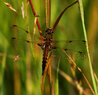 Image of: Libellula quadrimaculata