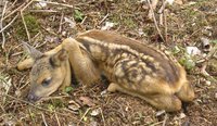 Capreolus capreolus - European Roe Deer