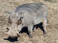 Phacochoerus aethiopicus - Desert Warthog