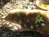 Dasyurus maculatus - Spotted-tailed Quoll