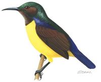 Image of: Anthreptes malacensis (plain-throated sunbird)