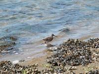 Image of: Calidris alpina (dunlin), Limnodromus griseus (short-billed dowitcher)