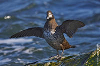 Image of: Histrionicus histrionicus (harlequin duck)