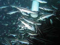 Rachycentron canadum - Black King Fish