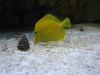 Zebrasoma flavescens - Lemon Sailfin