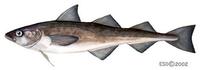 Image of: Theragra chalcogramma (alaska pollock)