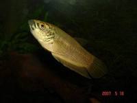 betta tomi.from Johor (VULNERABLE)