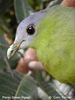 Flores Green Pigeon - Treron floris