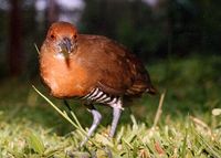 Slaty-legged Crake - Rallina eurizonoides