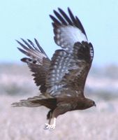 Long-legged Buzzard - Buteo rufinus