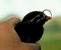 Whiskered Auklet - Aethia pygmaea