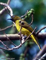 Black-headed Bulbul - Pycnonotus atriceps