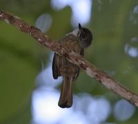 Brown-capped Fantail - Rhipidura diluta