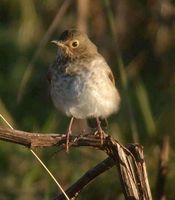 Swainson's Thrush - Catharus ustulatus