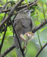 Sakhalin Warbler - Locustella amnicola