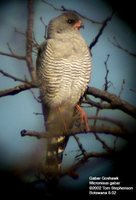 Gabar Goshawk - Micronisus gabar