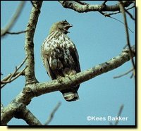 Changeable Hawk-Eagle - Spizaetus cirrhatus