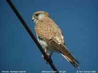 Australian Kestrel - Falco cenchroides