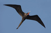 Magnificent Frigatebird (Fregata magnificens) photo