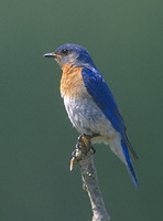 Eastern Bluebird (Sialia sialis) photo