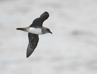 Atlantic Petrel (Pterodroma incerta) photo